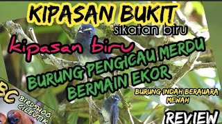 kipasan bukit / sikatan biru / kipasan biru (review) burung pengicau bermain ekor