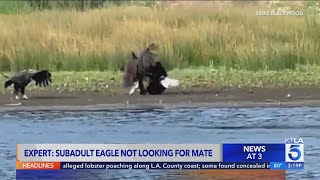 Subadult eagle seen with Shadow not looking for mate, expert says; positive news on Jackie coming so