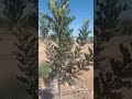 شاهد شجرة الخروب الله ابارك