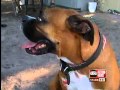 Dog saves Bradenton family from gunmen