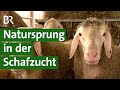 Zucht bei Schafen: Fitte und gesunde Lämmer mit Natursprung und Vaterschaftstest | Unser Land | BR