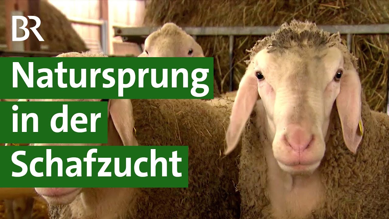 Zucht bei Schafen: Fitte und gesunde Lämmer mit Natursprung und Vaterschaftstest | Unser Land | BR