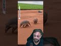 Tatu canastra gigante #biologohenrique #animais #bichoesperto #biologo