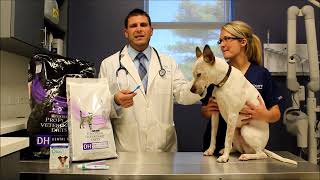 Pets need dental care too!