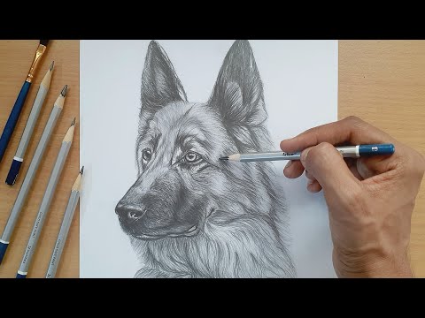 Drawing a german shepherd dog with loomis method in graphite pencil