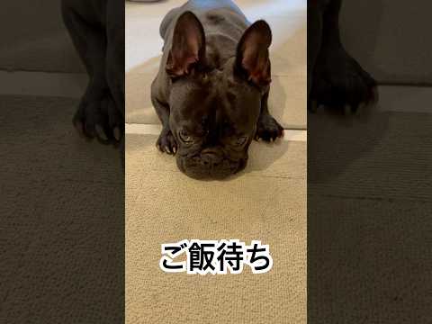 【今朝の凛さん】朝ご飯待ちのフレンチブルドッグ🐶#frenchbulldog #frenchbulldoglife #frenchie #shorts