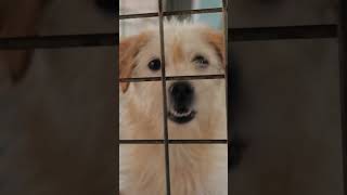 How long should you let puppy cry in crate?   #shorts