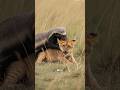 "Le Ratel : L'animal le plus intrépide au monde ! 🦁🔥"#short