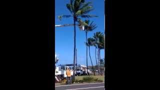 Coconut Tree Trimmers, Maui, Hawaii