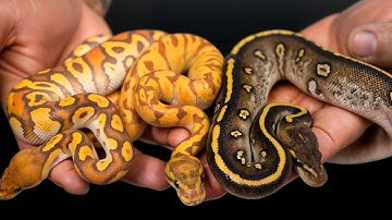 Our Hold Back Snakes Of 2025