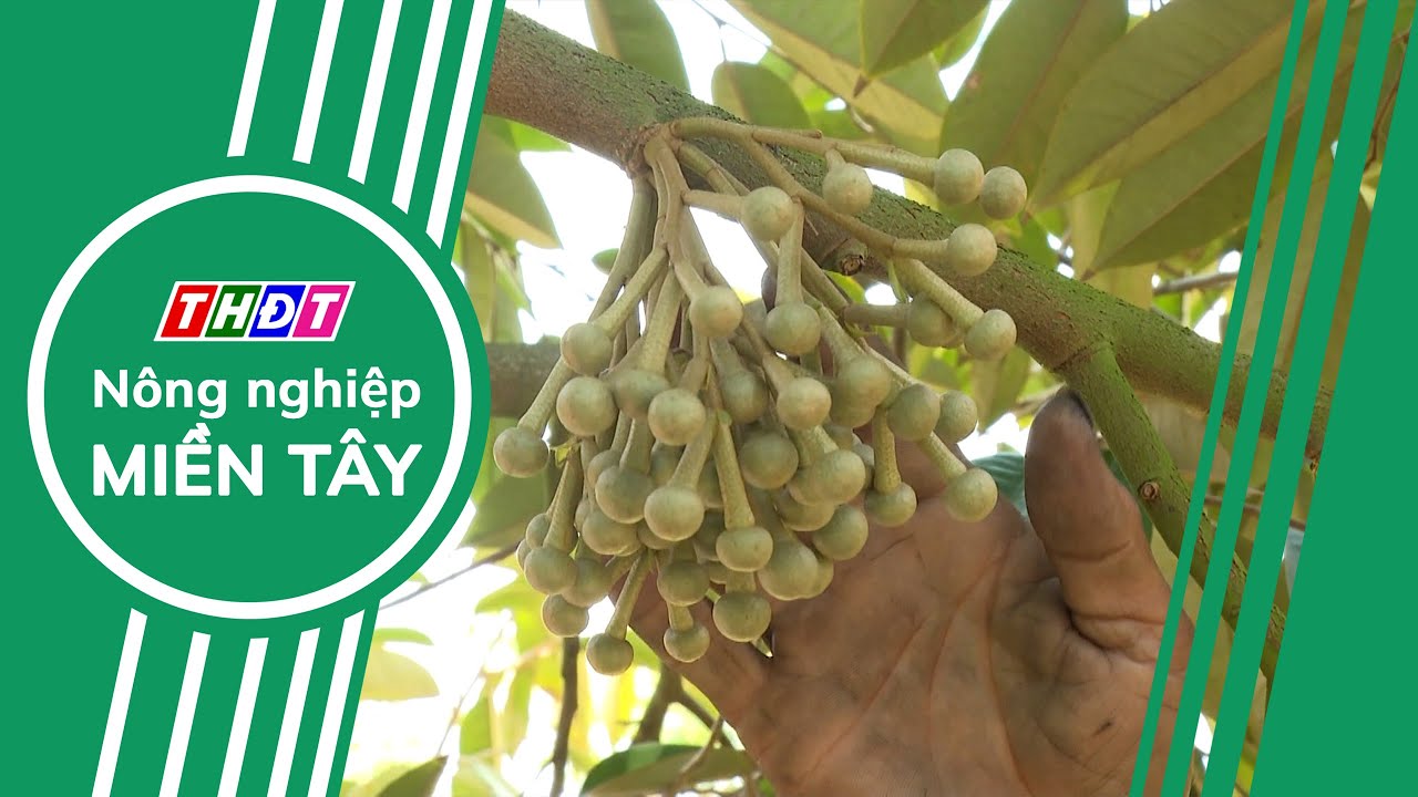 Xgrow giải pháp xử lý sầu riêng ra bông không paclo trong mùa nắng nóng | Nông nghiệp Miền Tây