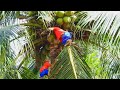 Great sokyaa is catching coconut at farm cos hungry