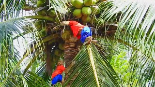 Great SokYaa Is Catching Coconut At Farm Cos Hungry