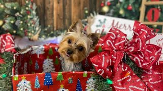 Yorkies Celebrating Christmas