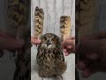 2026年6月に抜けたフクロウの羽根(〇v〇)