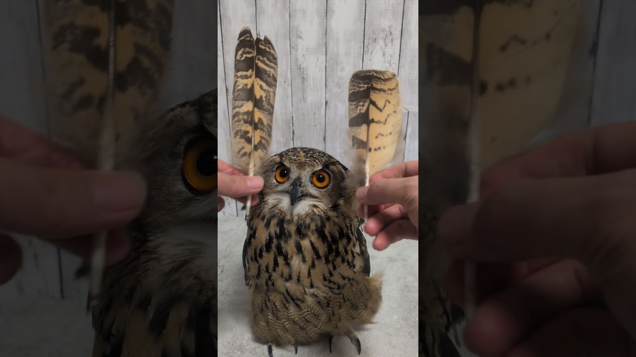 2026年6月に抜けたフクロウの羽根(〇v〇)