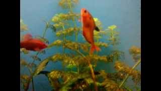 Drunk Fish