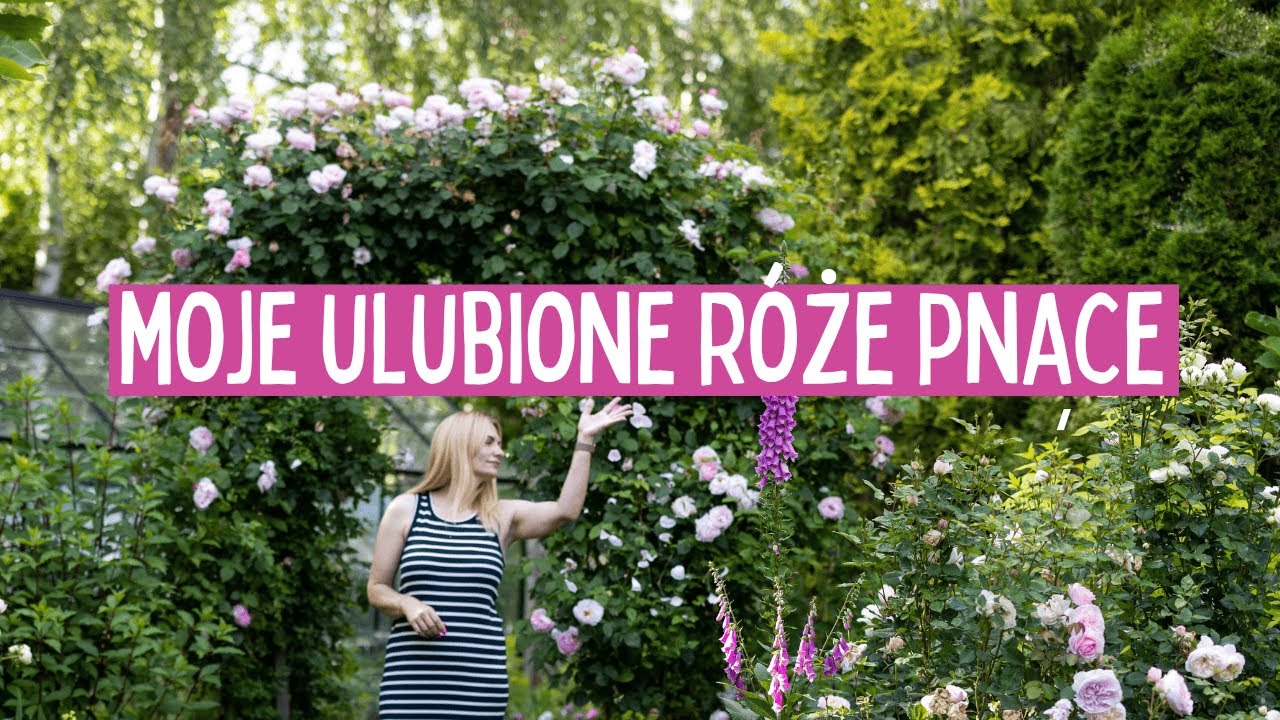 🌹 Moje ulubione róże pnące – sprawdzone odmiany i praktyczne doświadczenia z ogrodu