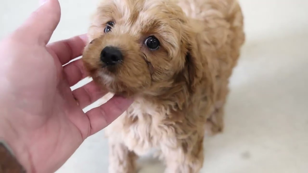 Mary Miller's Cavapoo Puppies