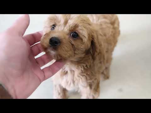 Mary Miller's Cavapoo Puppies