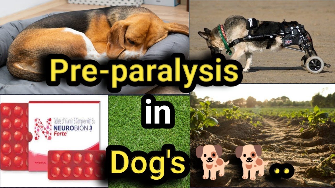 Dog🐕 Paralysis treatment in early stage ll How to treat paralysis in