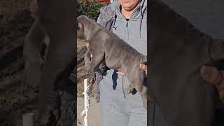 Blue Male american bully pocket pupp for sale son SEMN bloodline bigdogs Romania ABKC registred