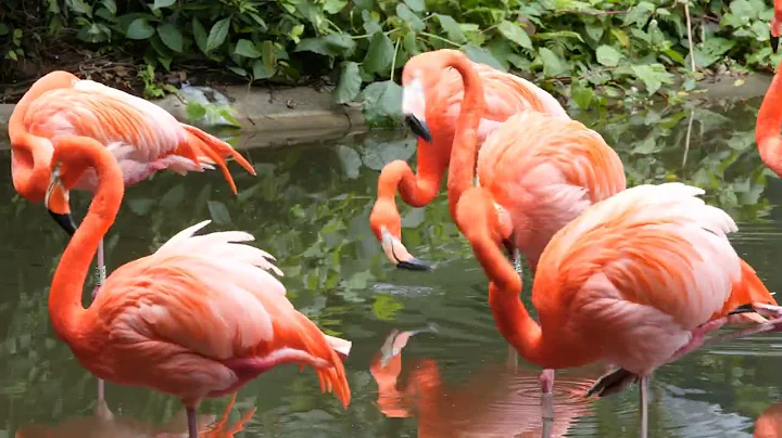 Most Beautiful Birds in the World | Breathtaking Beauty of Earth's Most Exquisite Birds | Relaxation