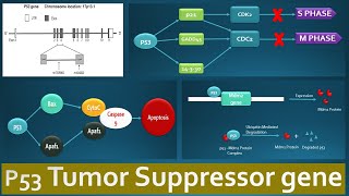 p53 Tumor suppressor and its functions - Role of p53 in various regulatory pathways explained