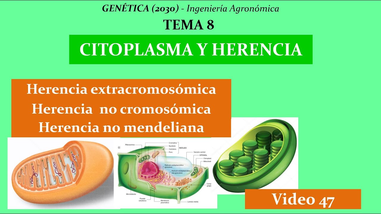 50 Tema 8. Citoplasma y Herencia. Ingeniería genética 1° parte. Genética (Cód. 2030)