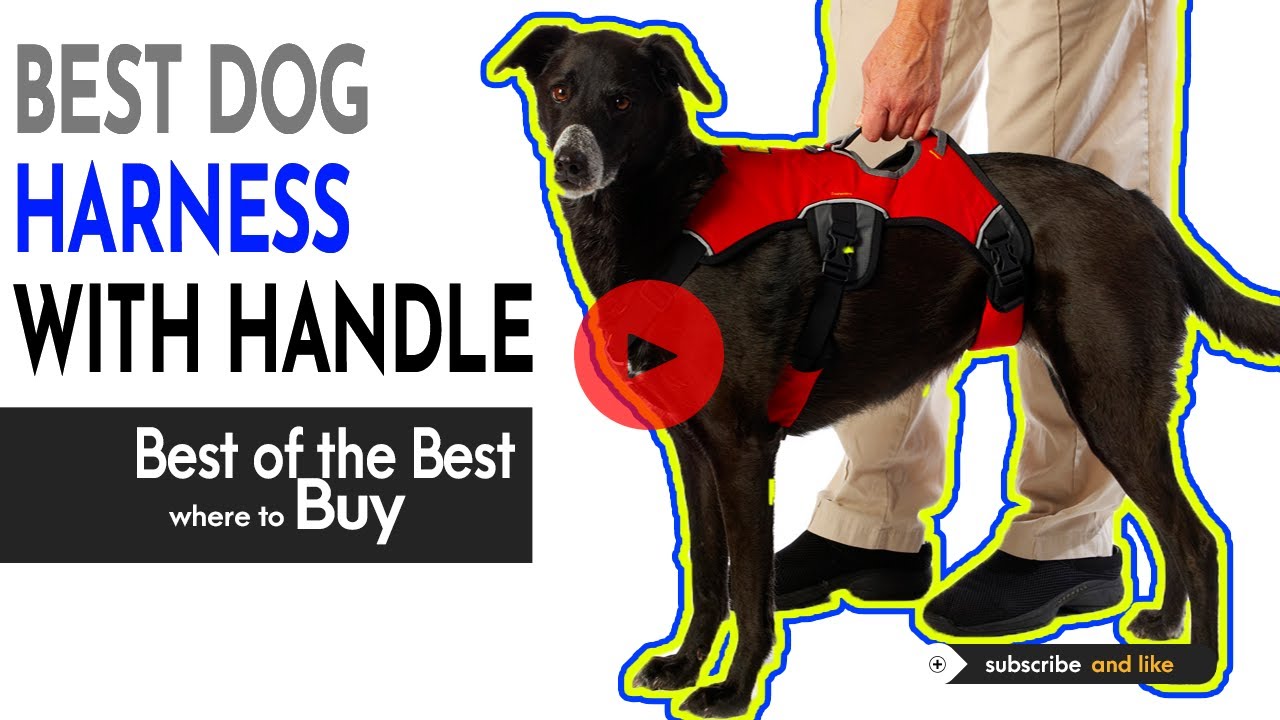 Dog Harness With Handle Dog Harness With Handle On Top YouTube