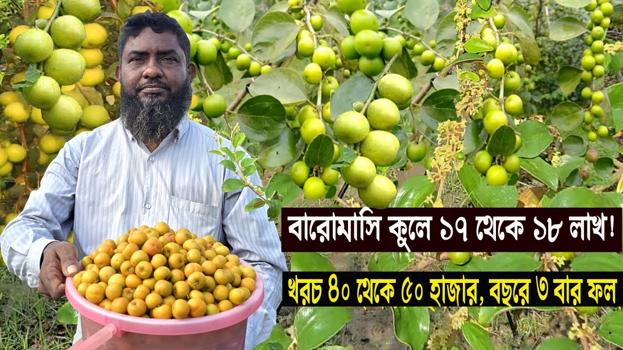 বারোমাসি কুল চাষে প্রথম বছরেই ১৭–১৮ লাখ! পদ্ধতি ও আয়-ব্যয় | আব্দুল মাজেদের সাফল্যের গল্প (সাতক্ষীরা)