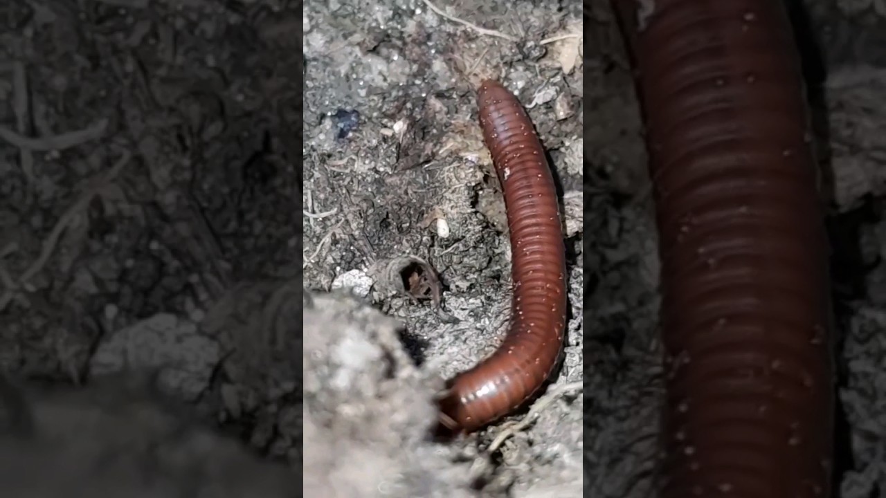 A red millipede emerging from a hole in the ground 