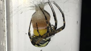 Amazing Yellow Argiope Garden Spider Making Egg Sac & Laying Her Eggs!!