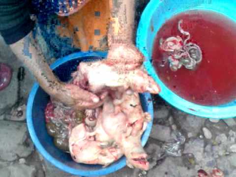 cui in peru how to cook youtube