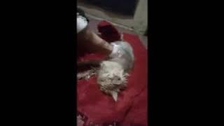 MENANGIS DI TINGGAL KUCING KESAYANGAN