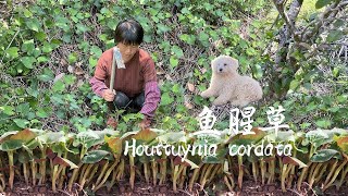 鱼腥草遍地生长，挖来泡鸡爪炖东坡肉，酸辣下饭的中草药美食丨houttuynia cordata【闽湖阿嬤FujianGrandma】