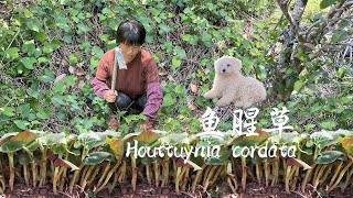 Houttuynia cordata grows everywhere, and it is dug to soak chicken feet and stew Dongpo pork.