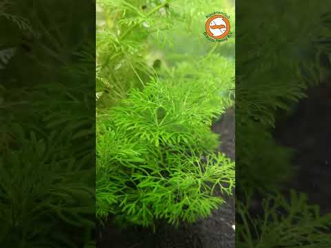 Limnophila sessiflora - solltet ihr unbedingt in ein neu eingerichtetes Aquarium einsetzen!