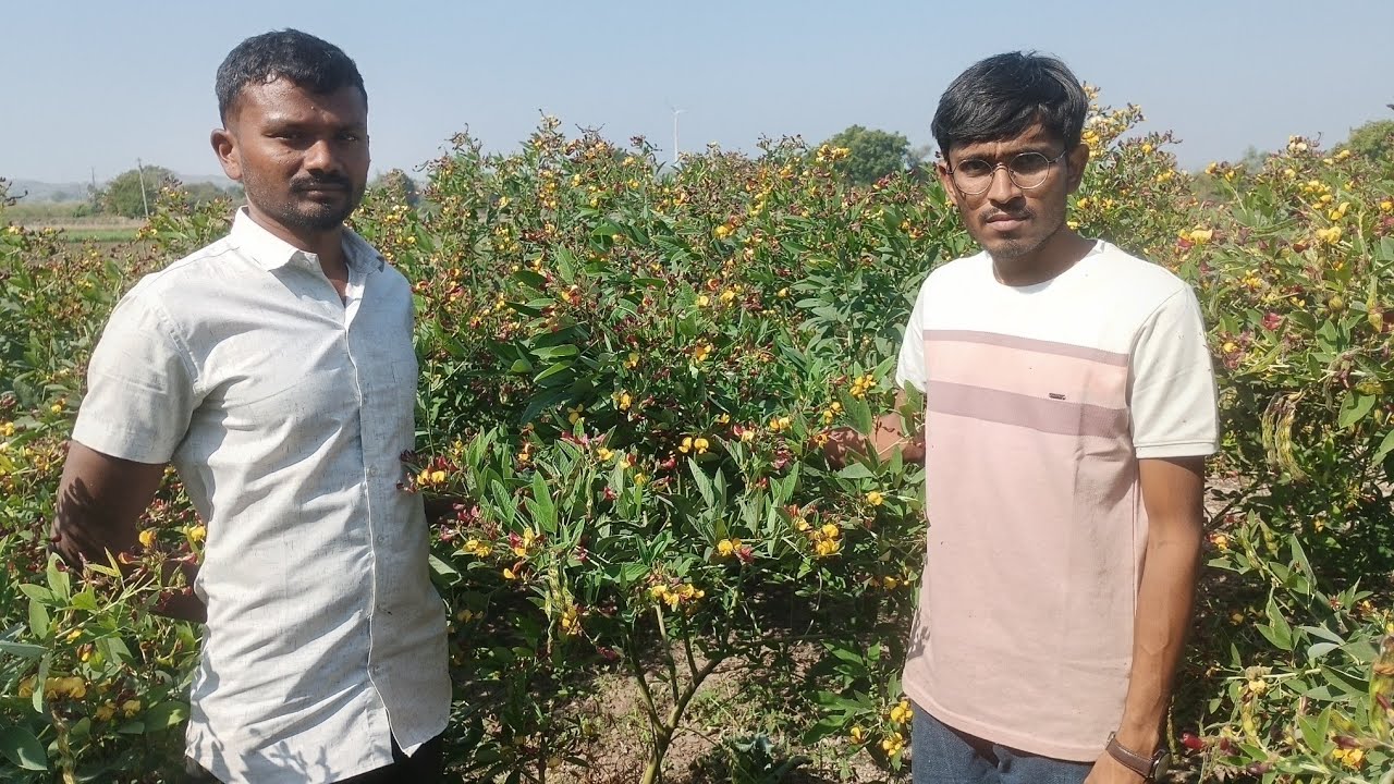 કેન્યા તુવેર 1 વિઘા માંથી 3 લાખની આવક !  50 મણ ઉત્પાદન ! KenyaTuver 2025 ! વટાણા જેવી તુવેર