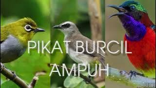 suara pikat trucuk kombinasi burcil ribut