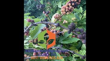 KỸ THUẬT XỬ LÝ BỆNH KHÔ CÀNH, KHÔ QUẢ TRÊN CÂY CÀ PHÊ