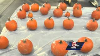 Smashing Pumpkins:  Boston University pumpkin drop