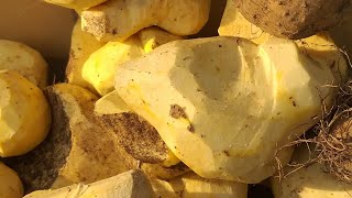 Download Lagu Cara Menghilangkan Racun Ubi Gadung. MP3