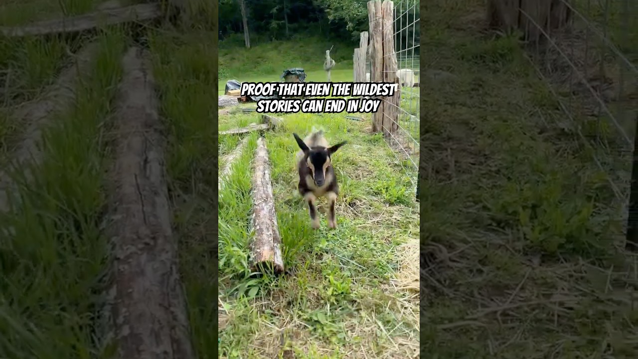 From Lost to Loved: The Baby Goat Who Beat the Odds
