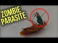 6 Parasites Turn Victims Into ZOMBIES On Camera