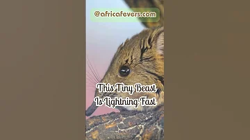 Elephant Shrew Breaks Speed Records 