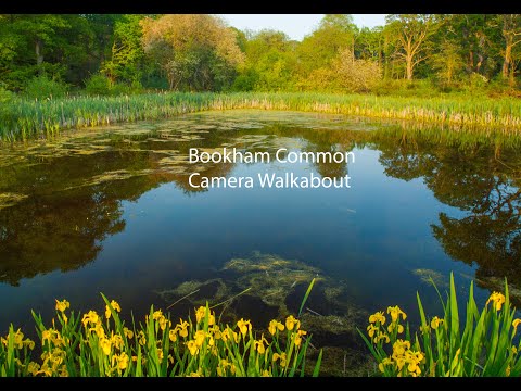 Wetland Walk Bookham Common