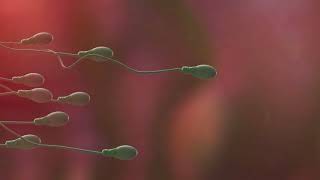 Espermatozoide Fertilizando O Óvulo