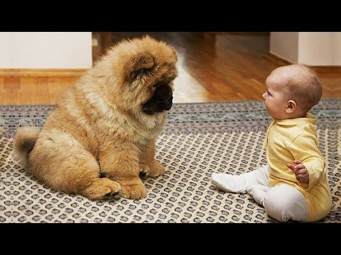 Essayer De Ne Pas Rire Vidéos Drôles De Chats Et De Chiens
