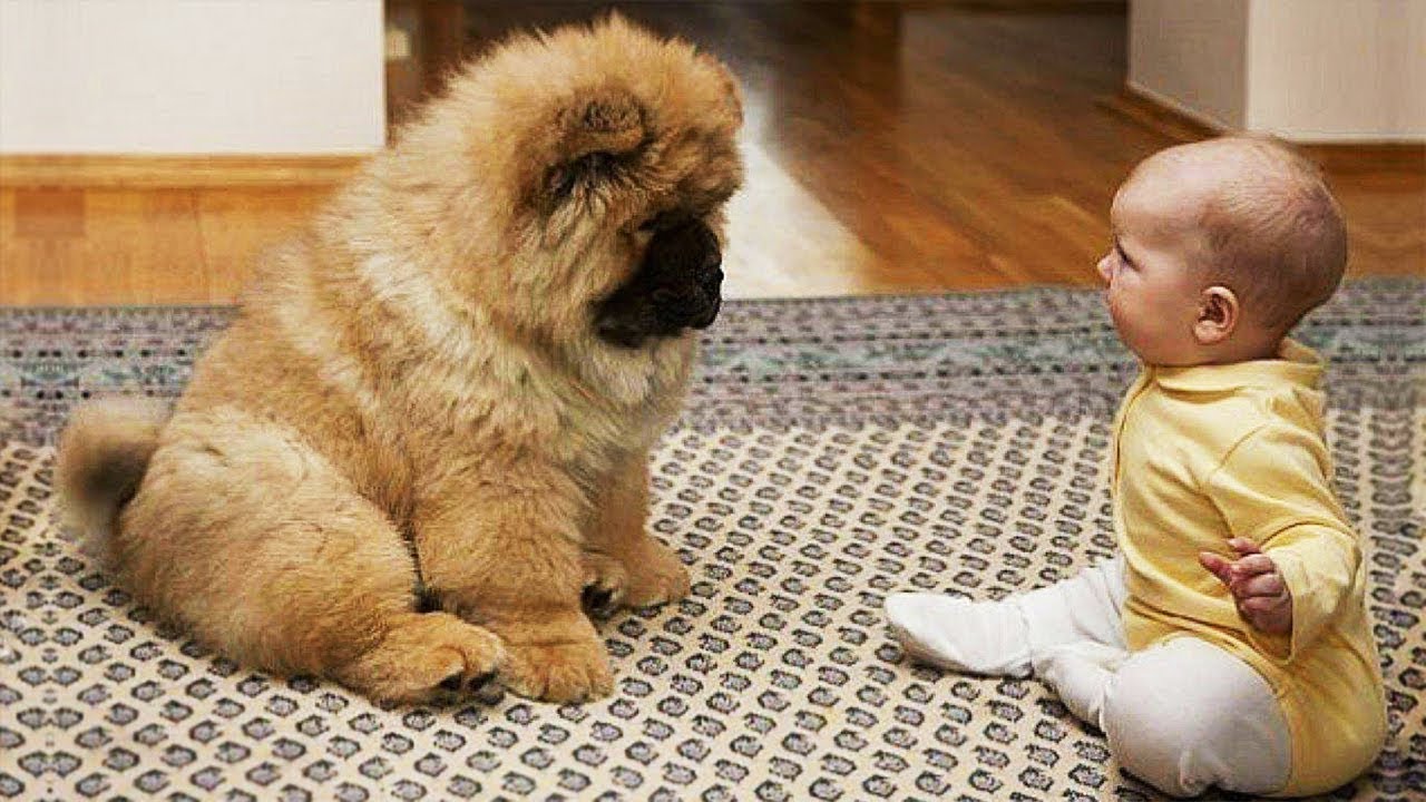 Essayer De Ne Pas Rire - Vidéos Drôles de Chats et de Chiens #60 - YouTube